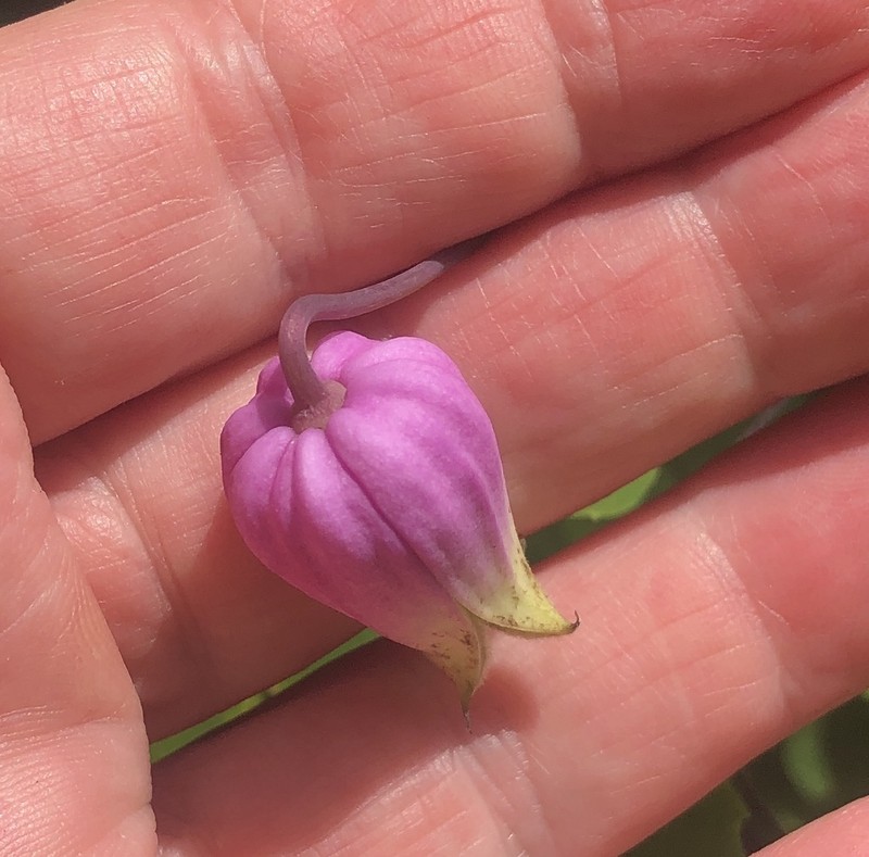 Pale Leather Flower