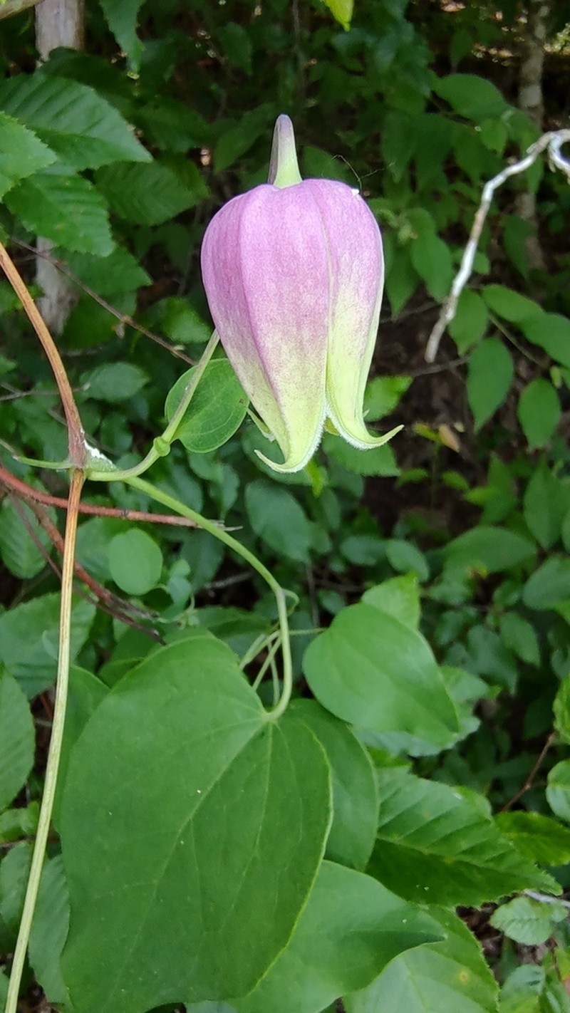Pale Leather Flower photo 3