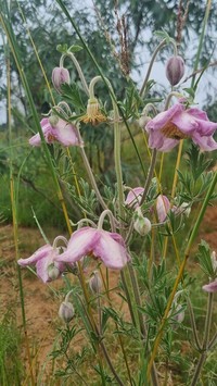 Clematis villosa