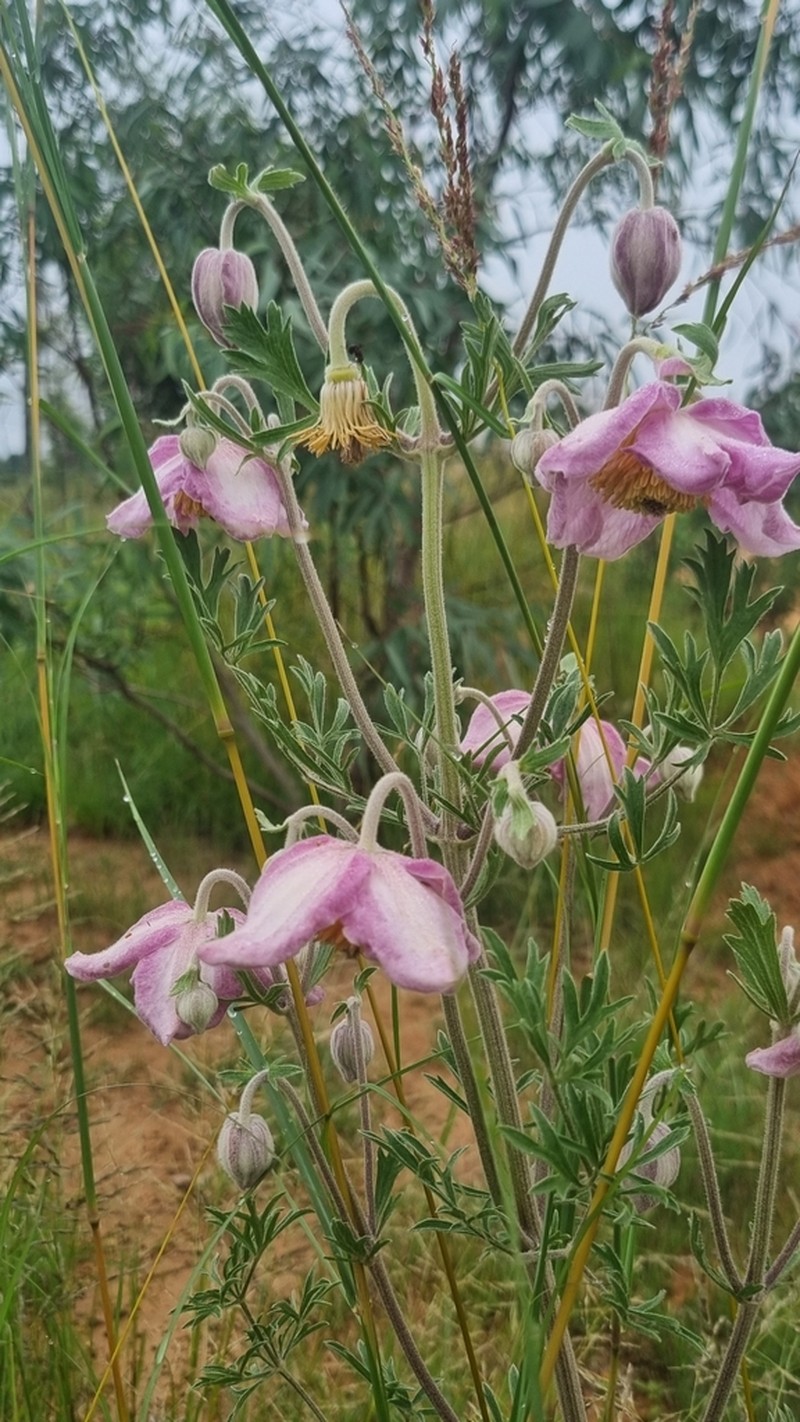 Clematis villosa