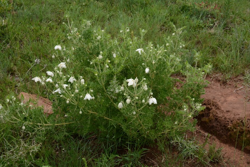 Clematis villosa photo 3