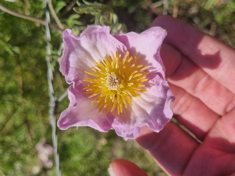 Clematis villosa photo 4