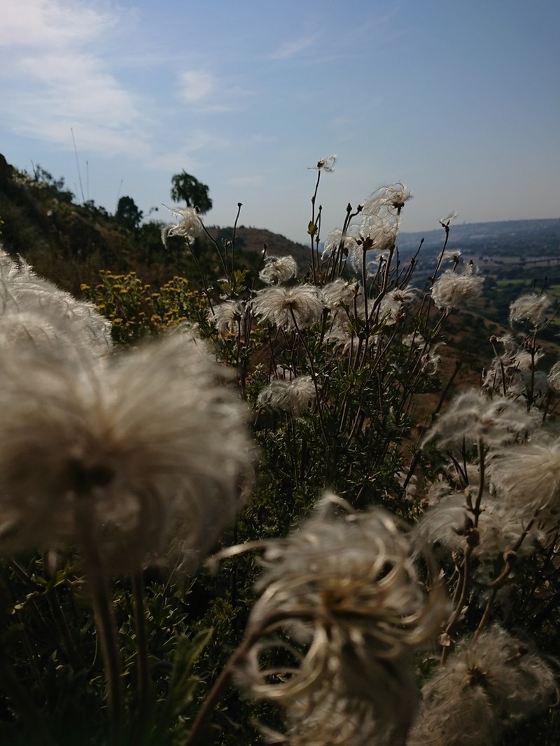 Clematis villosa photo 5