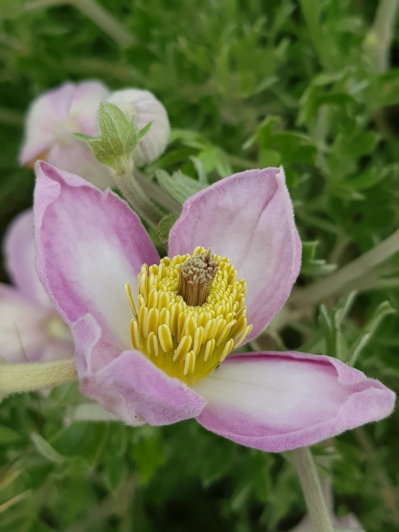 Clematis villosa photo 6