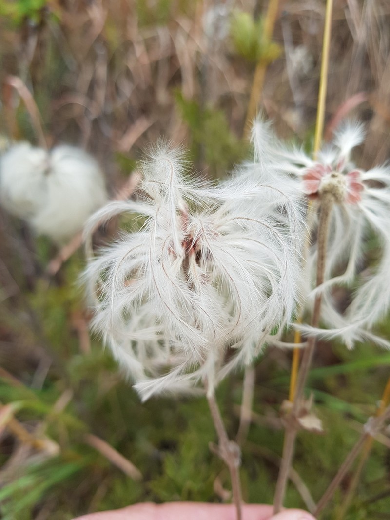 Clematis villosa photo 8