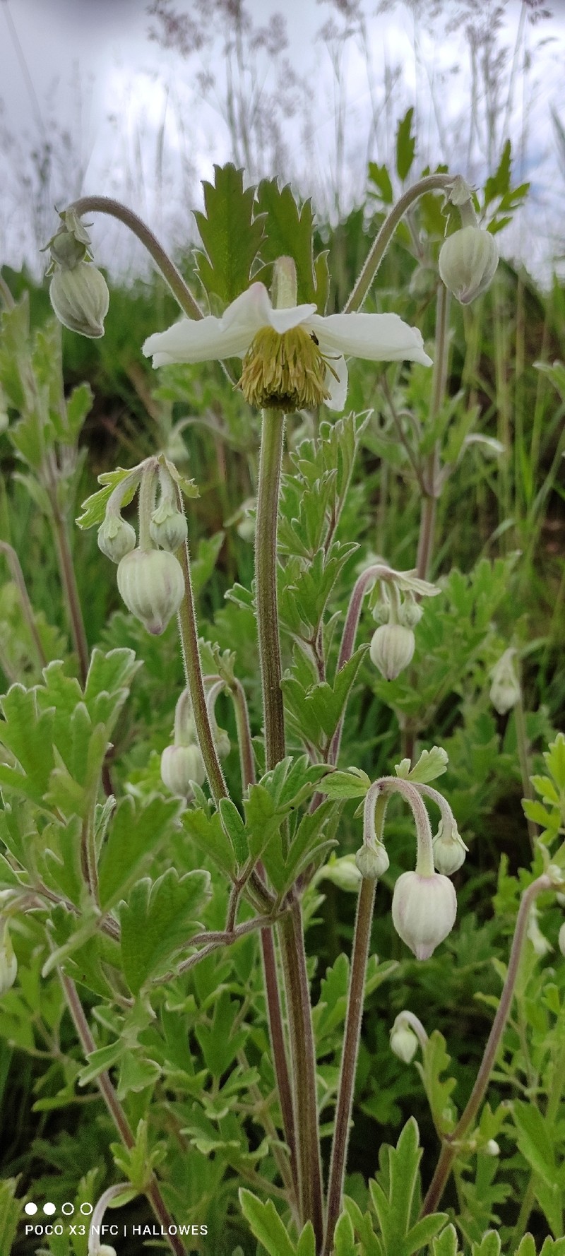 Clematis villosa subsp. kirkii