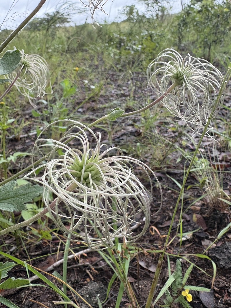 Clematis villosa subsp. kirkii photo 2