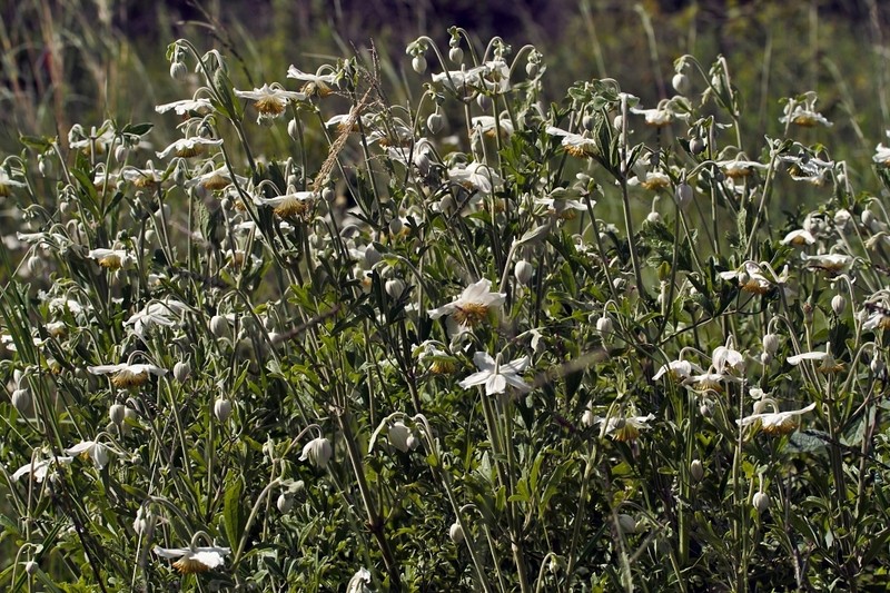 Clematis villosa subsp. kirkii photo 3