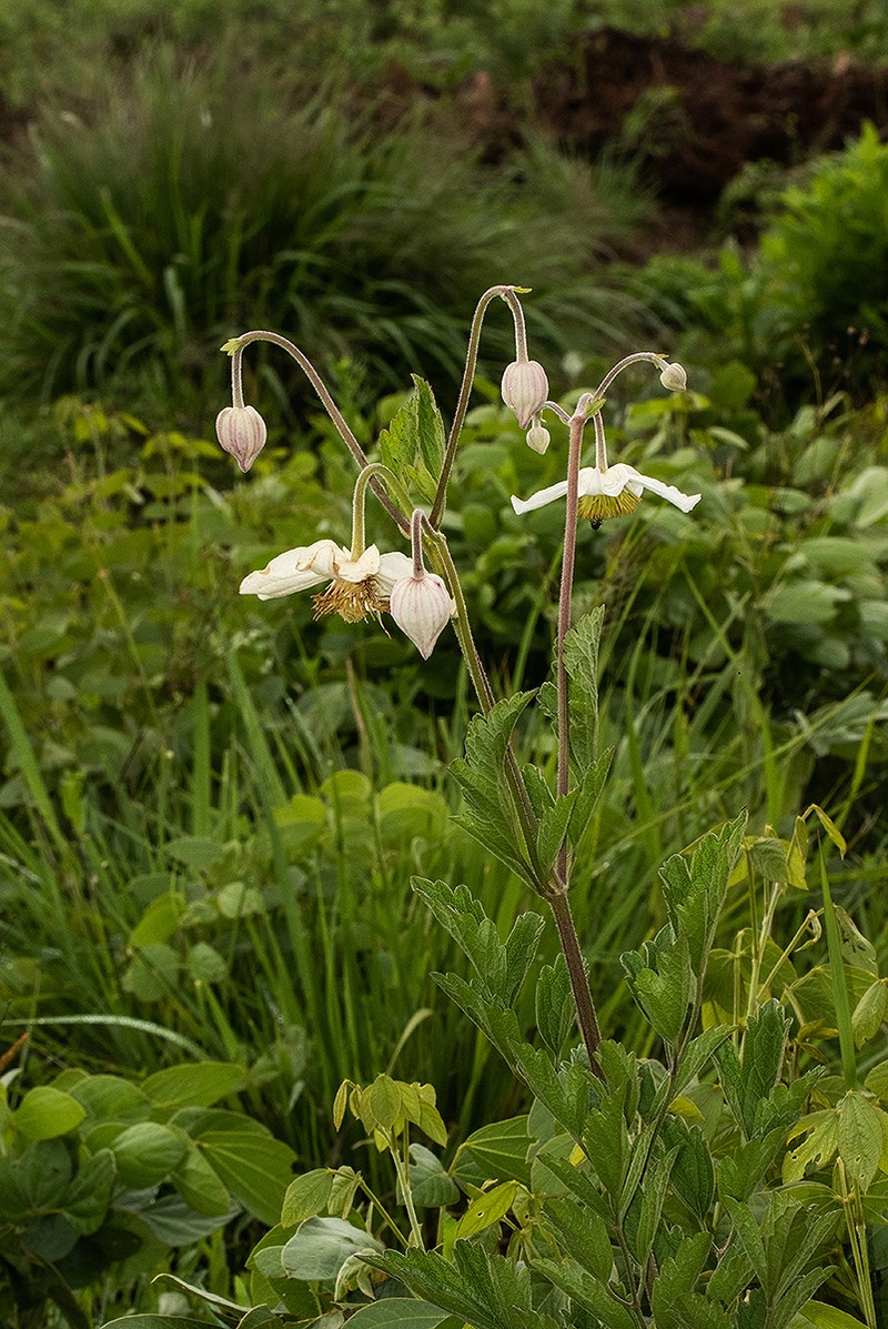 Clematis villosa subsp. kirkii photo 4