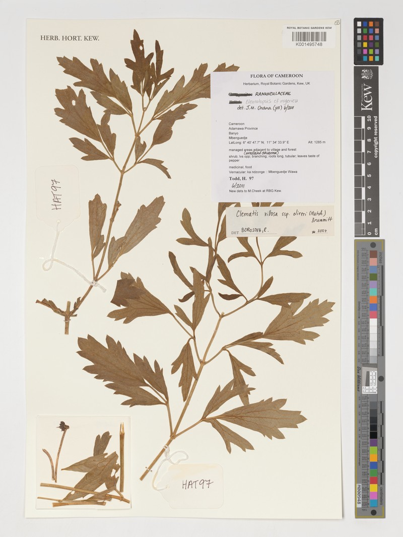 Clematis villosa subsp. oliveri