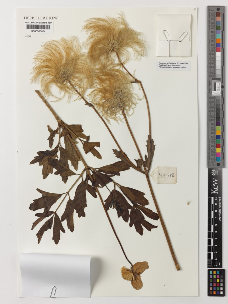 Clematis villosa subsp. oliveri photo 2