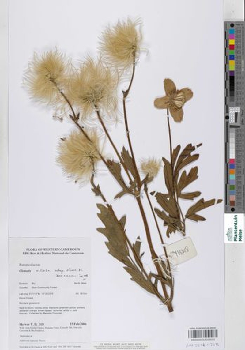 Clematis villosa subsp. oliveri photo 3