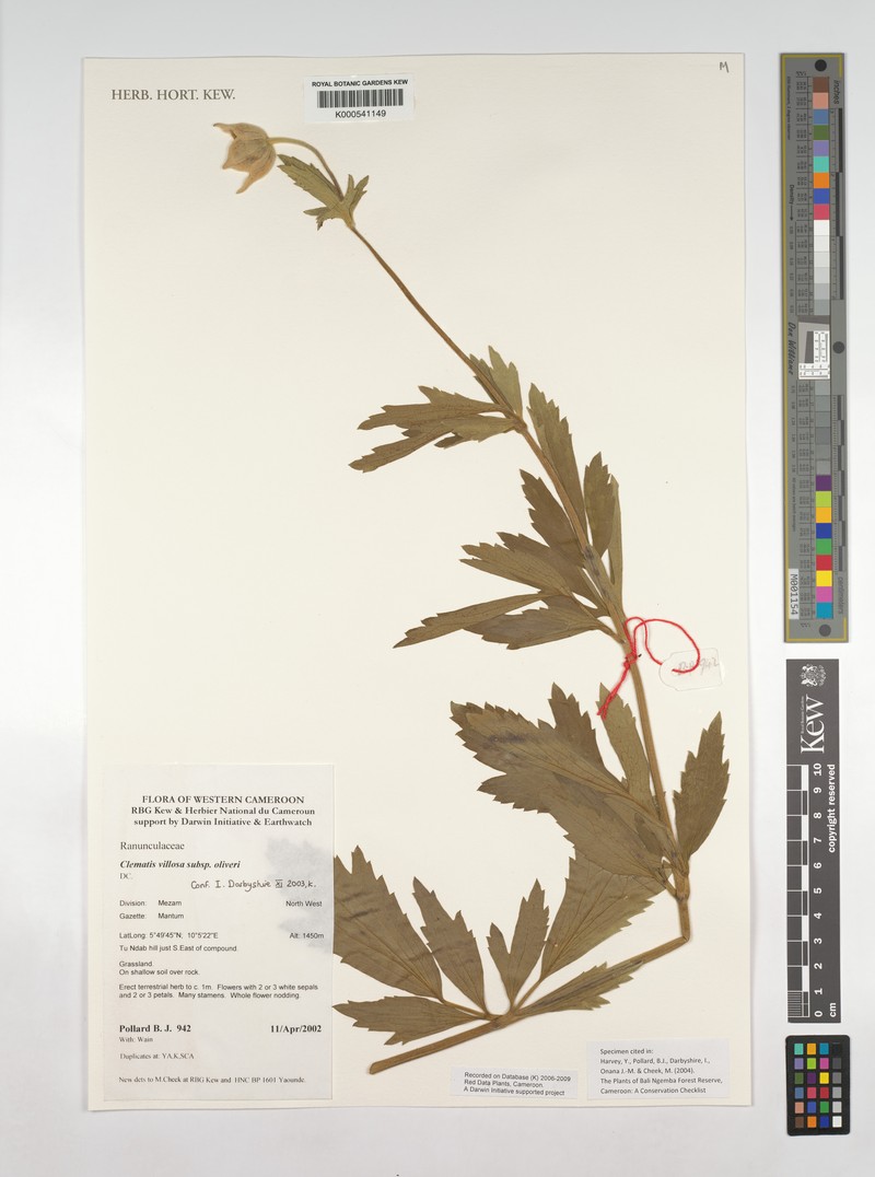Clematis villosa subsp. oliveri photo 4
