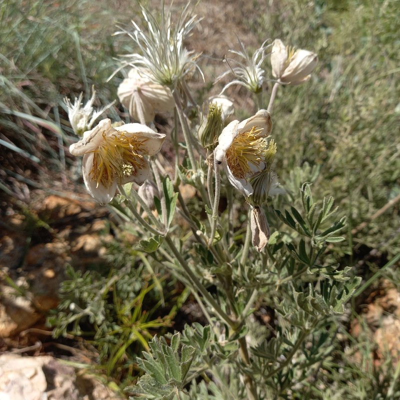 Clematis villosa subsp. stanleyi photo 2