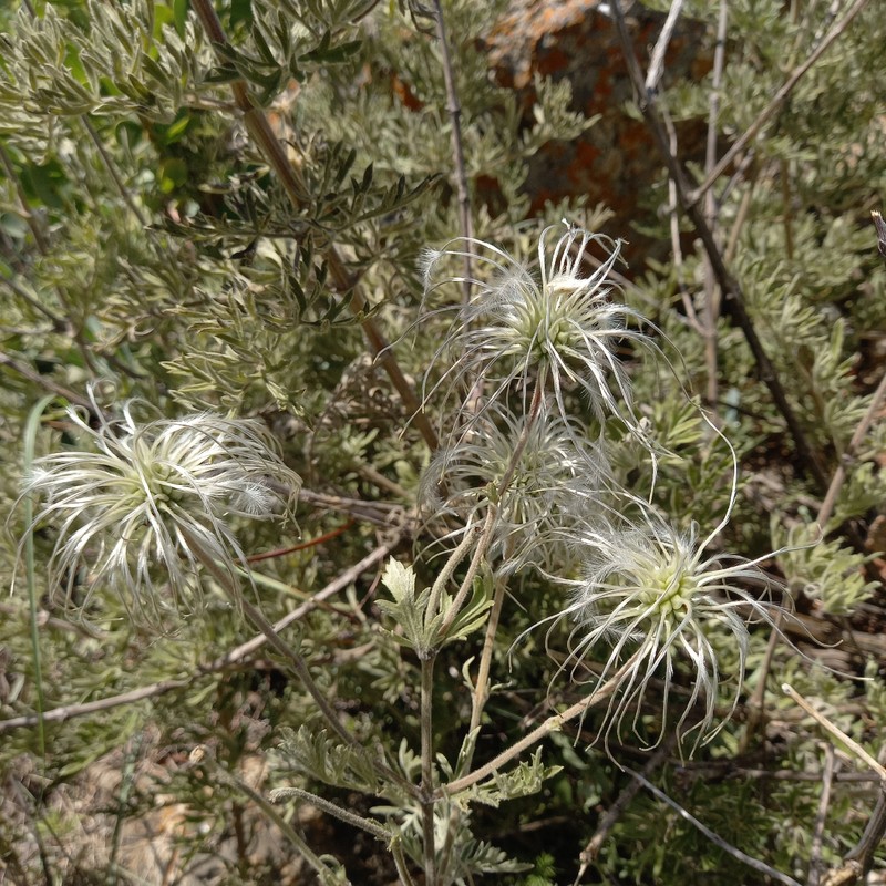 Clematis villosa subsp. stanleyi photo 3