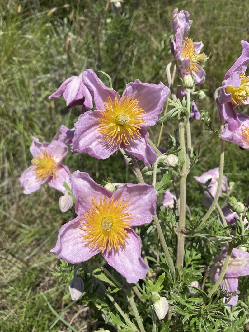 Clematis villosa subsp. villosa