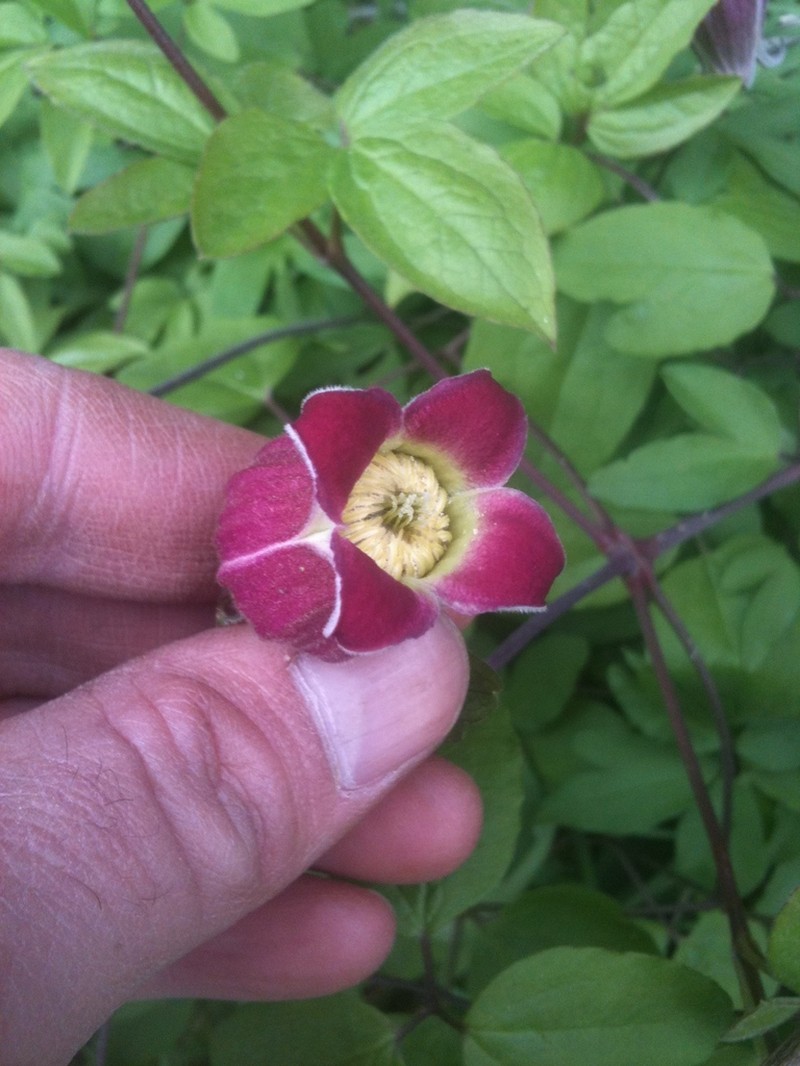 Wine-Colored Leather Flower