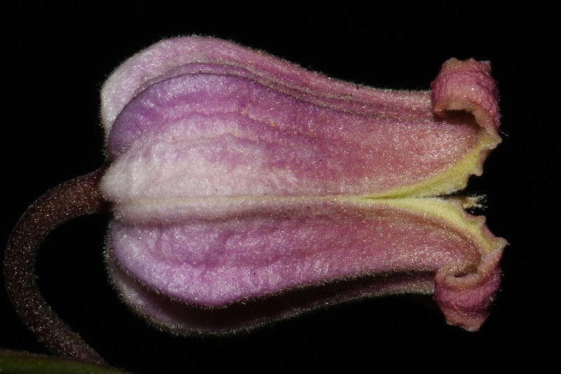 Wine-Colored Leather Flower photo 4