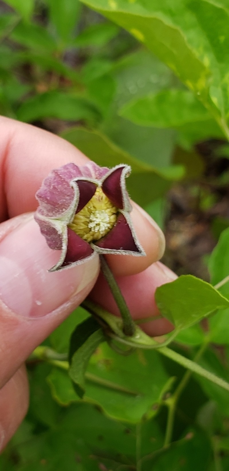 Wine-Colored Leather Flower photo 6