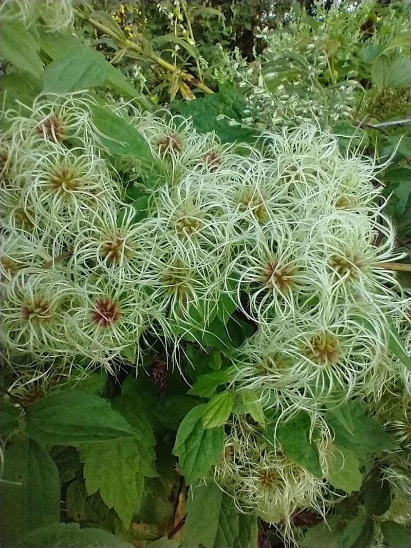 Devil's Darning Needles photo 2