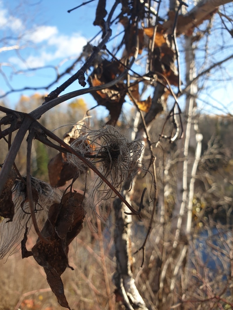Devil's Darning Needles photo 3
