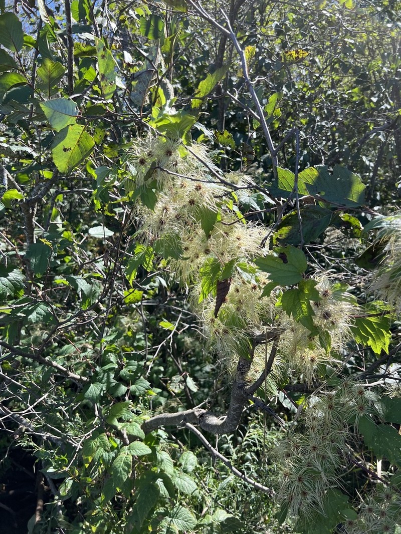 Devil's Darning Needles photo 4