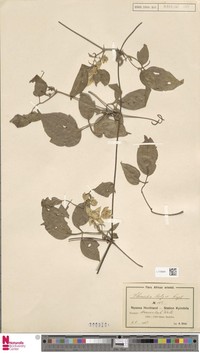 Clematis viridiflora