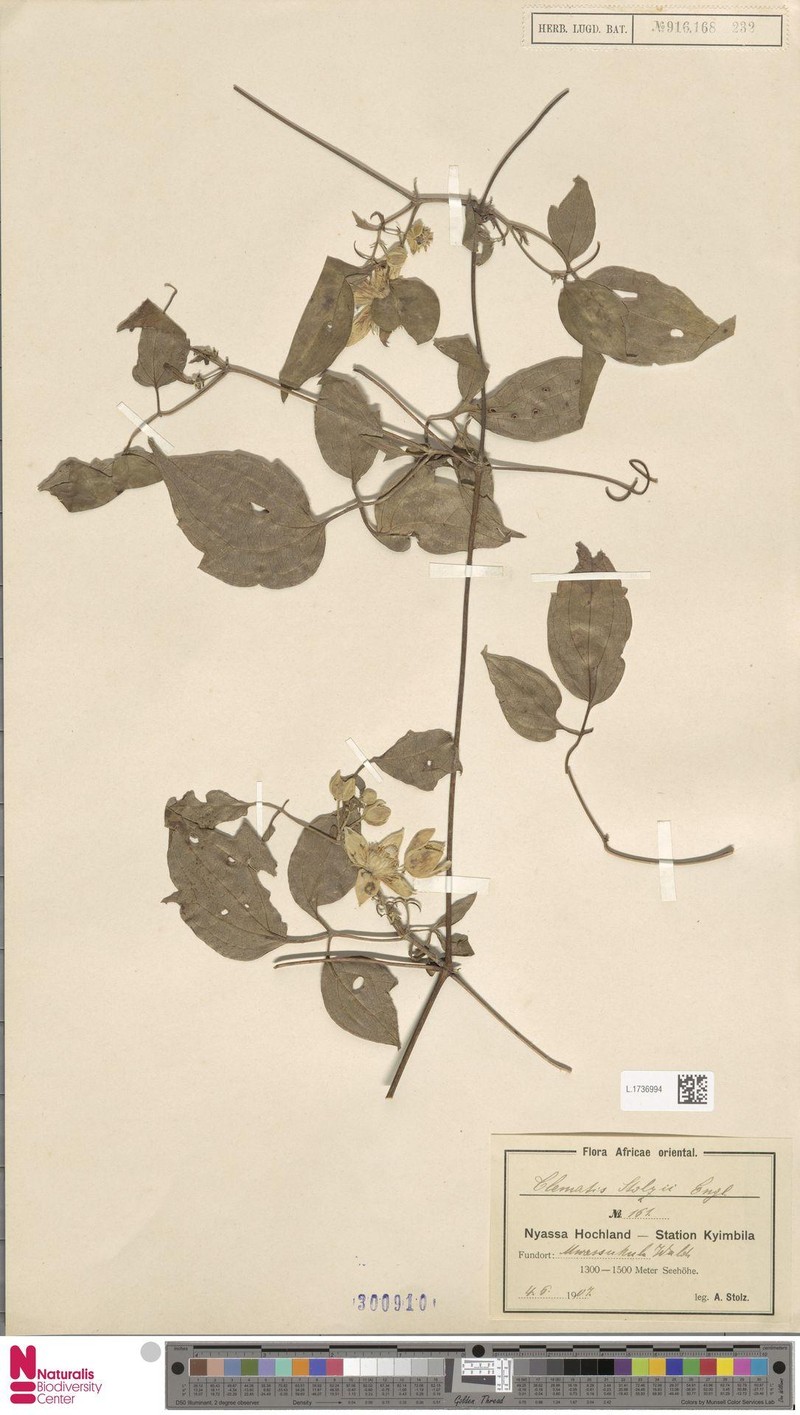 Clematis viridiflora