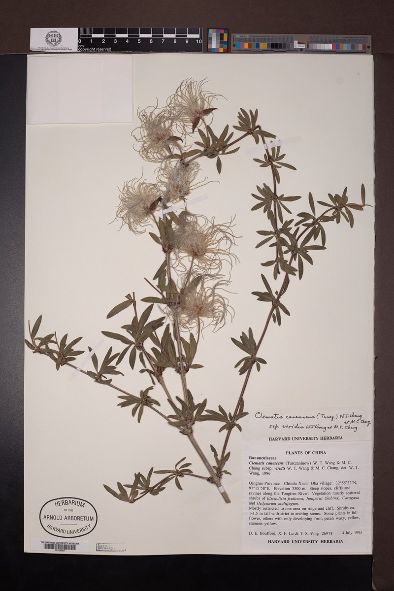 Clematis viridis photo 3