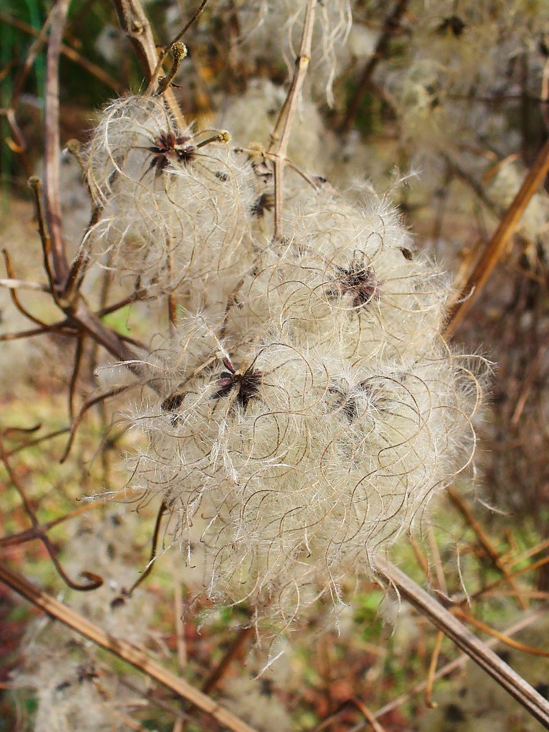 Evergreen Clematis photo 3