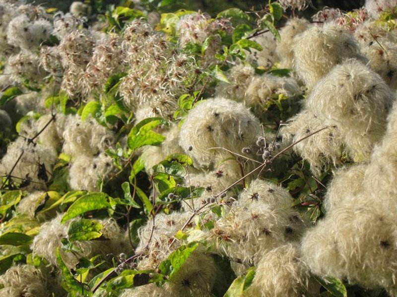 Evergreen Clematis photo 4