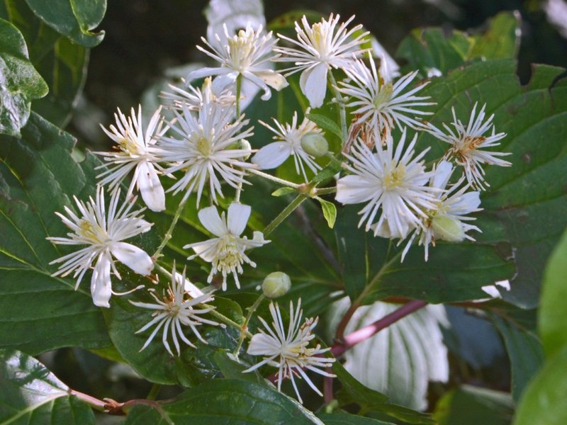 Evergreen Clematis photo 5