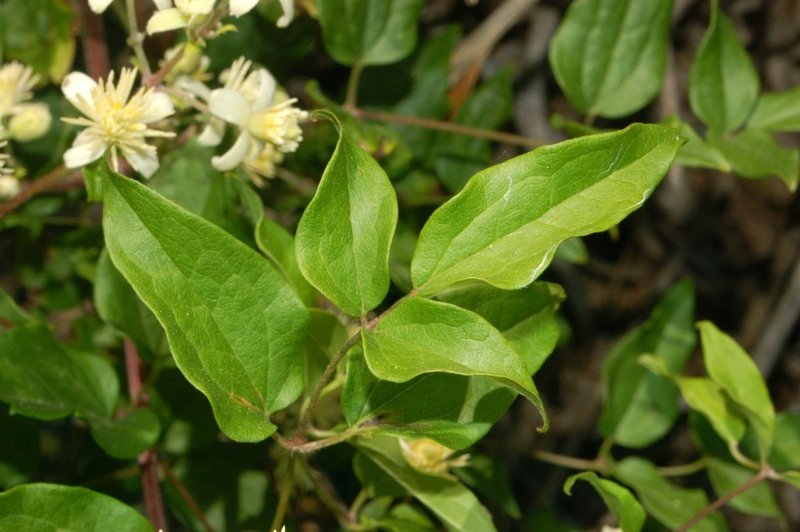 Evergreen Clematis photo 6