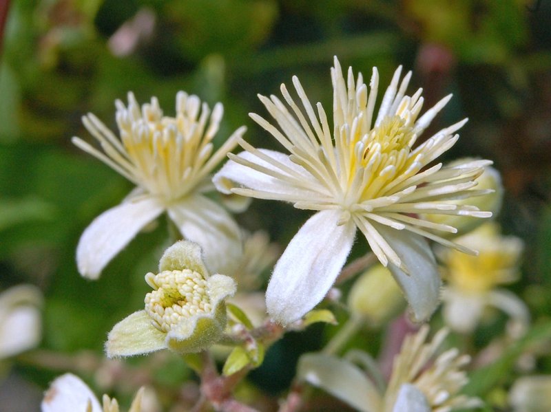 Evergreen Clematis photo 7