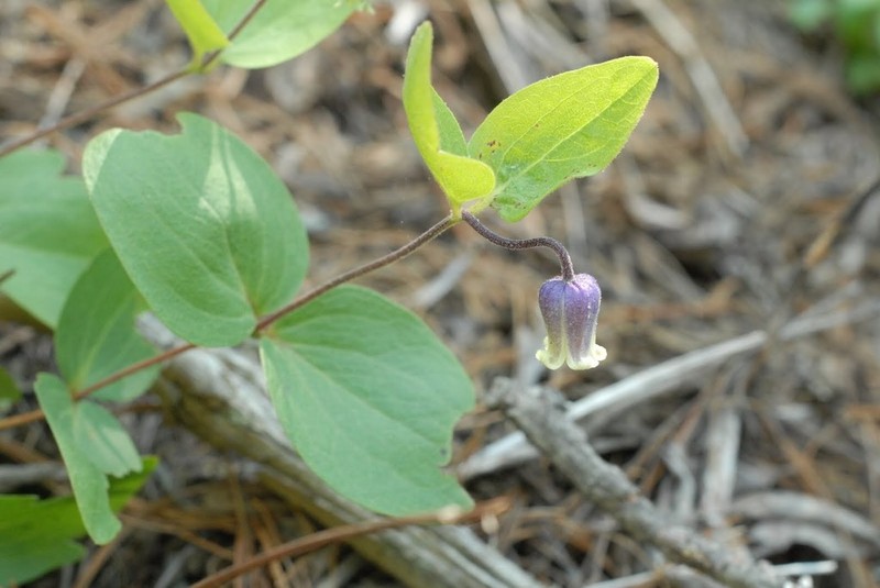 Millboro Leather Flower photo 4