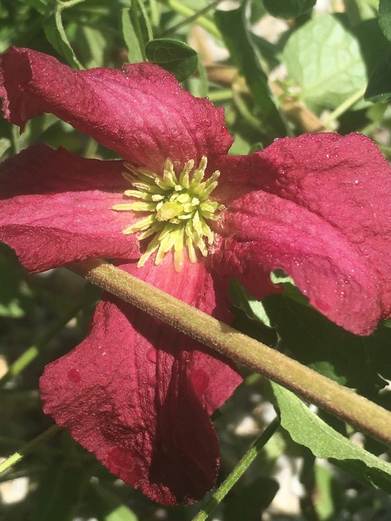 Italian Leather Flower photo 2