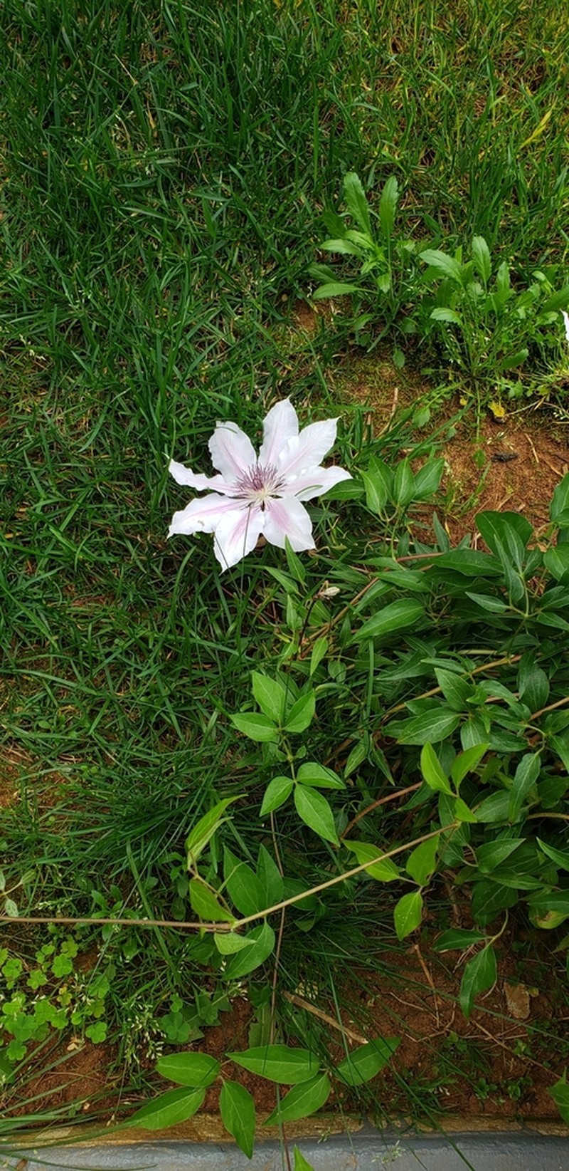 Italian Leather Flower photo 5