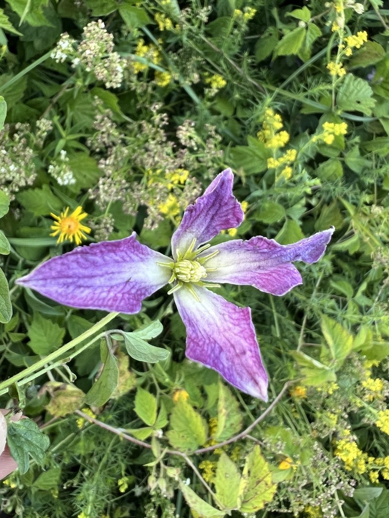 Italian Leather Flower photo 7