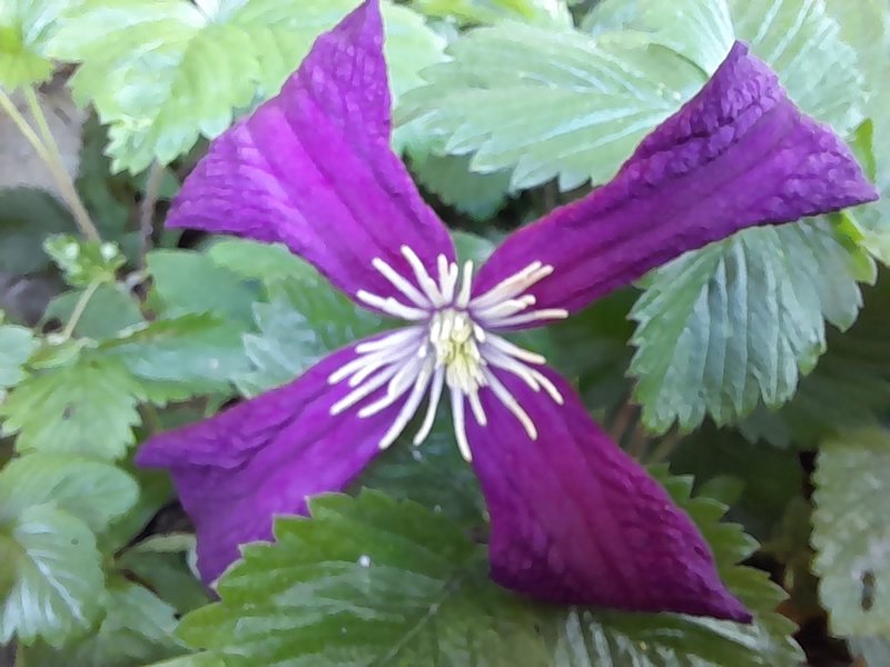 Italian Leather Flower photo 2