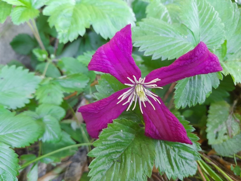 Italian Leather Flower photo 3