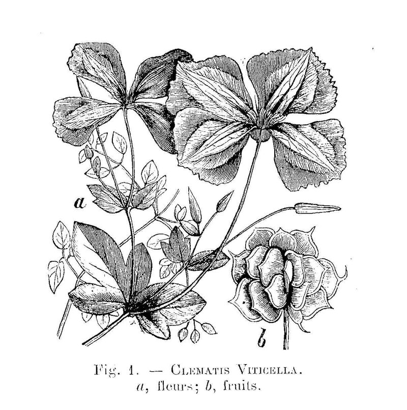 Italian Leather Flower photo 4
