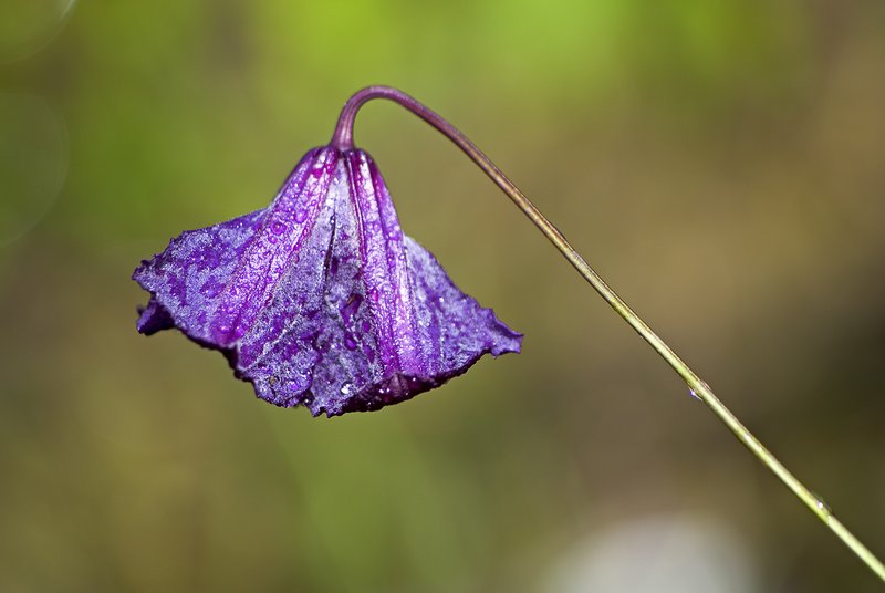 Italian Leather Flower photo 6