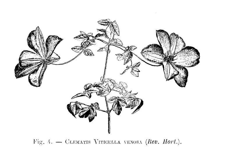 Italian Leather Flower photo 8