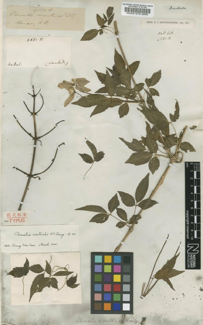 Clematis wallichii