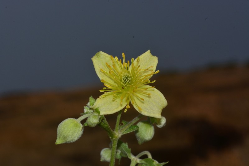 Clematis wightiana