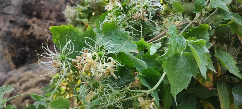 Clematis wightiana photo 2