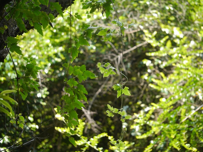 Clematis wightiana photo 3
