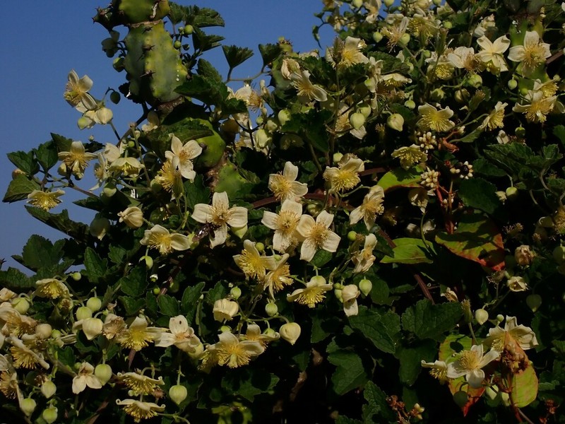 Clematis wightiana photo 4