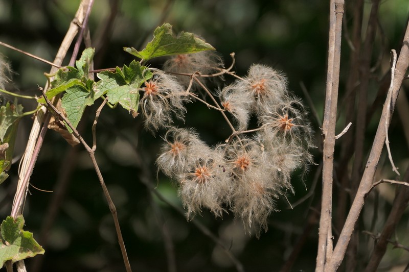 Clematis wightiana photo 5