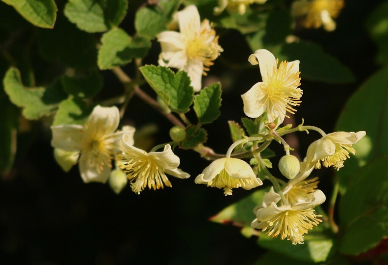 Clematis wightiana photo 6
